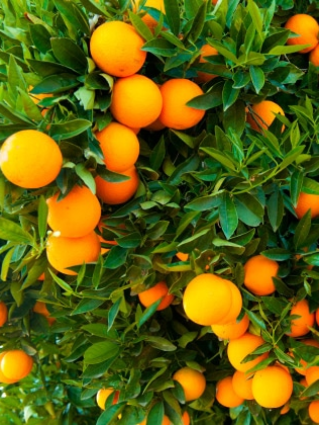 Orange Trees