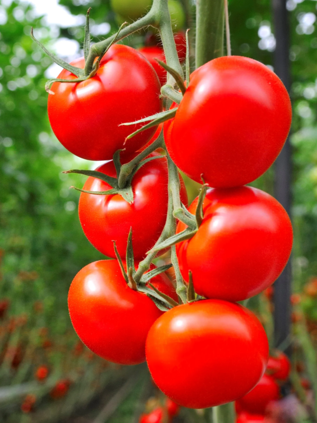 tomato